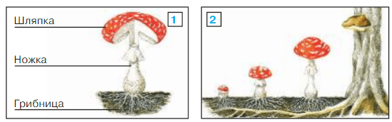 Грибы 3 класс плешаков. Строение гриба 3 класс окружающий мир а.а.Плешаков. Окружающий мир 3 класс учебник царство грибов. Окружающий мир стр.107 в царстве грибов. В царстве грибов 3 класс учебник.